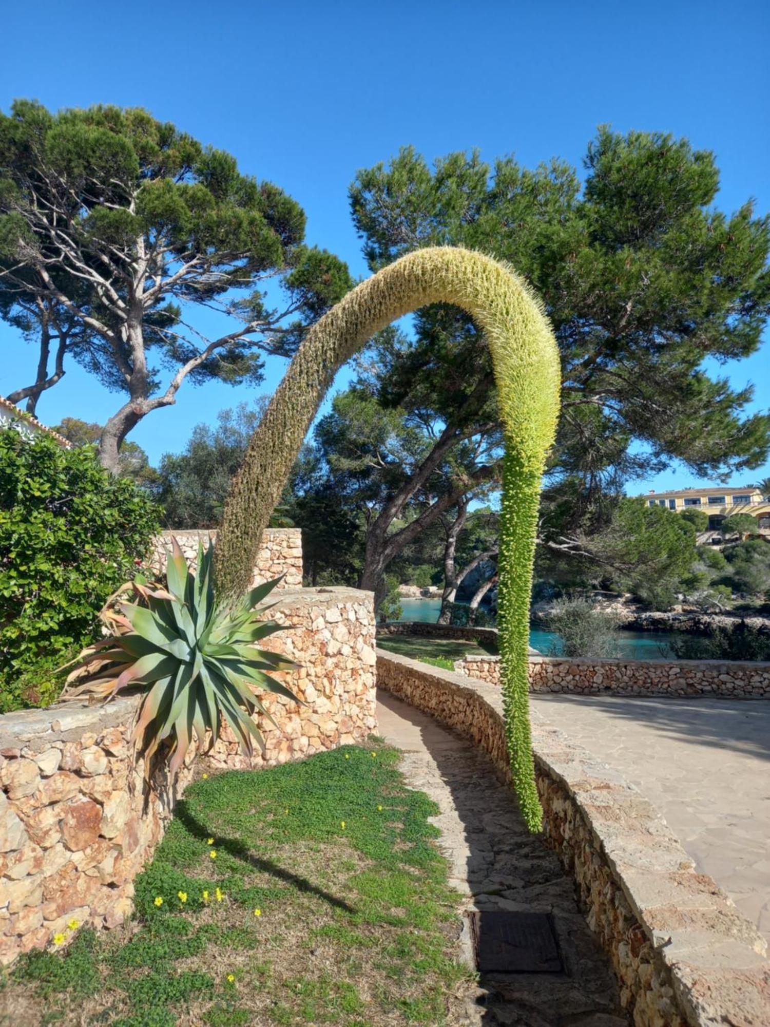 Appartement Ferrera Park Vue Mer Cala Ferrera  Exteriör bild